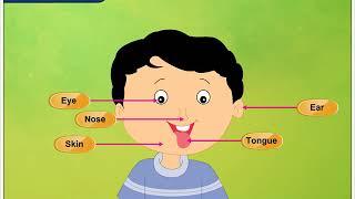 External and Sense Organs | Environmental Studies Class 2