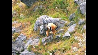 Bearded Vulture Cracking Bone for Marrow