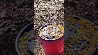 set up a squirrel walk buckets feeders and nesting