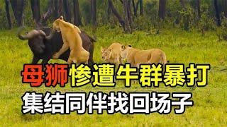 動物反殺！母獅襲擊小牛，卻慘遭牛群暴打，鬣狗對疣豬發動攻擊，卻被對方追著跑，鬣狗眼饞野狗晚餐，卻慘遭一頓毒打#大自然 #野生動物 #動物 #動物故事 #動物世界 #獅子 #野牛#鬣狗#野狗#動物反殺