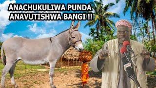 ANACHUKULIWA PUNDA ANAVUTISHWA BANGI// SHEIKH NYUNDO