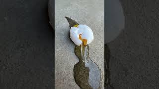 How to crack an egg #shorts