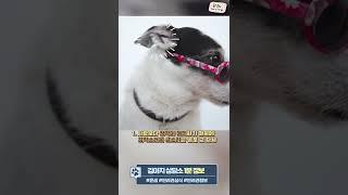 강아지가 왜 이럴까 2
