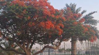 Tour in the park come along, beautiful summer flowers #beautiful #dubai