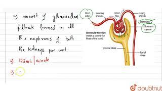 Define Glomerular Filtration Rate (GFR)  | 11 | EXCRETORY PRODUCTS AND THEIR ELIMINATION | BIOLO...