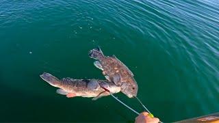 HOT Blackfish Bite In RI - Non Stop Bottom Fishing Action