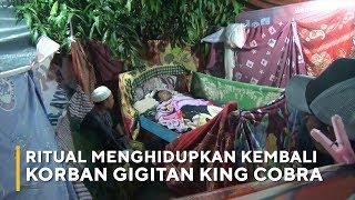 Ritual Menghidupkan Kembali Korban Gigitan King Cobra