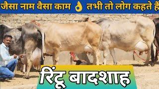 25 Letter Milk  असली गारंटी वाली गाय  Most Beautiful ️ 6 Tharparkar Sahiwal Gir Cow For Sale