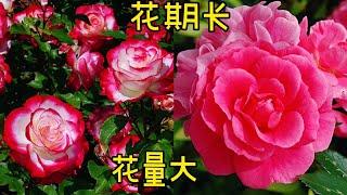 花期长，花量大，耐寒/耐热的玫瑰。Cherry Parfait Rose/ Morden Belle rose。【莎拉养花】