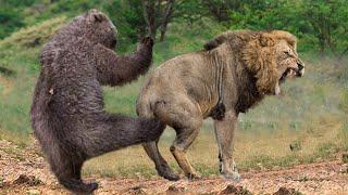 Медведь Порвал Льва! Самые Невероятные Битвы Животных