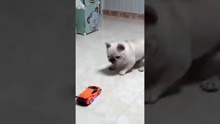 Cute bulldog scared by transformer