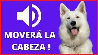  SONIDOS para PERROS Para Que MUEVAN La CABEZA - Ruidos y Efectos