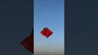 Sunday kite looting || kite looting new video  #kitelooting #patanglovers #looting #shorts