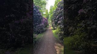 Rhododendron Allee Schloss Hagenburg