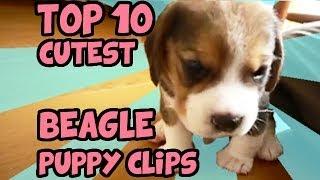 TOP 10 CUTEST BEAGLE PUPPY VIDEOS OF ALL TIME