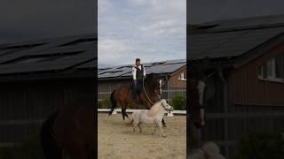 Olympisch reiten mit der Gerte