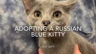 Adopting a blue cat