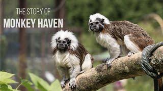 The Story of Monkey Haven | Charity Film Awards