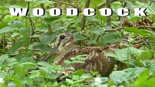 Eurasian woodcock. Birds during breeding season