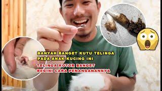 Banyak banget Kutu telinga pada anak kucing ini  telinga kotor banget begini cara penanganannya