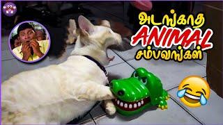 கோளாறான விலங்குகள் சம்பவங்கள் |Funny Animals | The Magnet Family 2.0