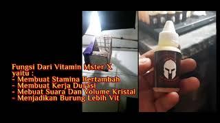 Vitamin Mister x higj booster bikin murai batu dan cucak ijo konslet #misterxhighbooster #vitamin