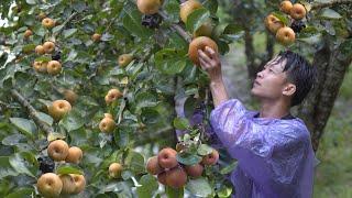 Harvesting pumpkins, pears and big guavas to market sell during 3 days of heavy rain. Thanh Trieu TV