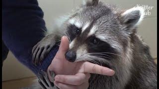 Can A Raccoon Be A Good Pet? | Kritter Klub