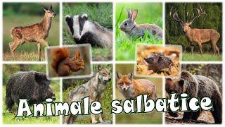 Animale sălbatice de la noi din țară | Animale din pădure pentru copii | Învățăm despre animale