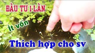 MÔ HÌNH NUÔI CÁ 7 MÀU GUPPY ÍT VỐN LẠI CÓ THU NHẬP HIỆU QUẢ | Túc Thịnh