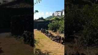 제주도 촌집임대 전세9000만