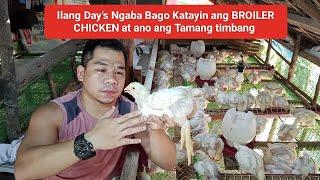 Ilang day's Ngaba Bago Katayin ang BROILER CHICKEN at ani ang Tamang timbang