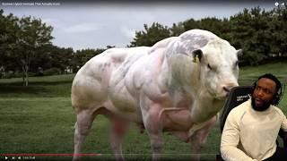 YOU WON'T BELIEVE THIS! Scariest Hybrid Animals That Actually Exist Reaction