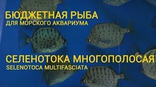 Бюджетная рыбка для морского аквариума.  Селенотока многополосая. Selenotoca multifasciata.