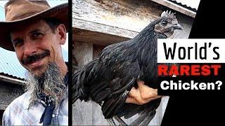 Raising the most EXPENSIVE CHICKEN on the PLANET