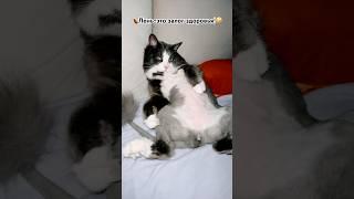Невероятный #питомцы #cat #кот #приколы #юмор #шутки #тренды #лень #животные #котики #смешно