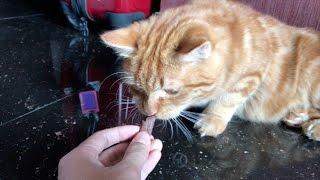 Snack Yang Disukai Kucing (Vitakraft Stick)