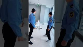 Hơn cả chủ tịch [BEN EAGLE] #beneagle #kungfu #martialarts #cool