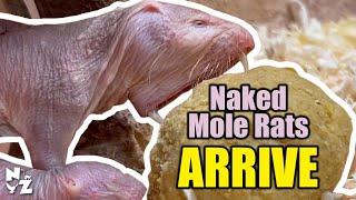 Naked Mole Rats | Part 2 Set-up Overview