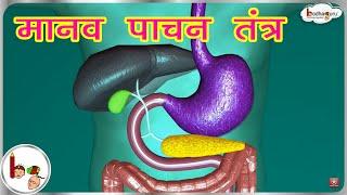 मानव पाचन तंत्र - 3D एनीमेशन | Human Digestive system Animated 3D model - in  Hindi