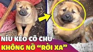 Chú chó nhỏ nhõng nhẽo 'NÍU KÉO' con Sen vì không muốn phải rời xa  | Gâu Đần