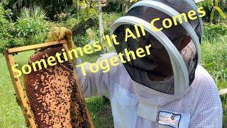 Strong Healthy October Bees