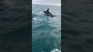 Dolphins | Odyssey Sea Fishing UK.