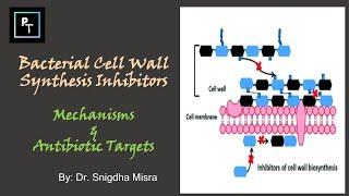 Why Penicillin is more effective on Gram Positive Bacteria Compared To Gram Negative Bacteria?