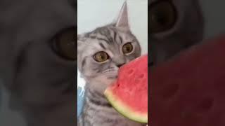 When he realises that red is the good part #cat #funny