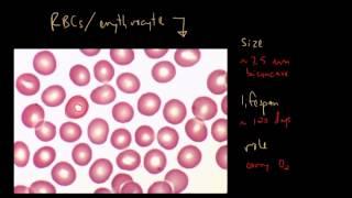 Blood Cells and Bone Marrow (Part 1 of 2)