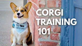 How to Train the Perfect Corgi - Three Simple Steps