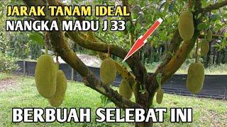 petani bijak jarak tanam ideal nangka madu j 33 @masagrochannel3134