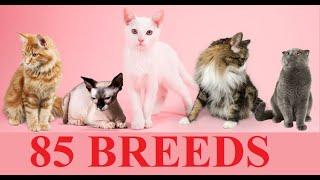 Cat Breeds (A to Z) - List 2021