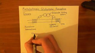 Metabotropic Glutamate Receptors Part 1